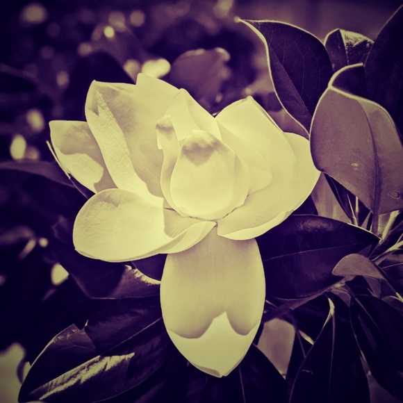 darkmagnolia